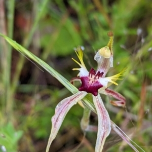 Caladenia parva at Tennent, ACT - 20 Nov 2021