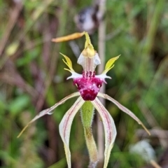 Caladenia parva at Tennent, ACT - suppressed