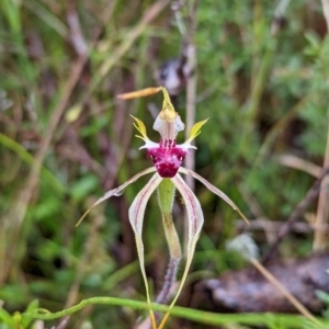 Caladenia parva at Tennent, ACT - suppressed