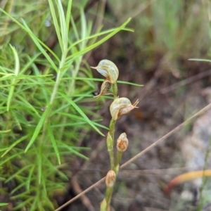 Oligochaetochilus aciculiformis at Tennent, ACT - 20 Nov 2021