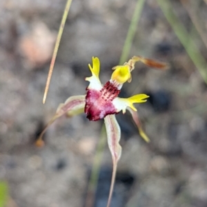 Caladenia parva at Tennent, ACT - suppressed