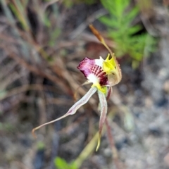 Caladenia parva at Tennent, ACT - suppressed