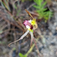 Caladenia parva at Tennent, ACT - suppressed