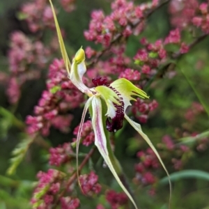 Caladenia atrovespa at Tennent, ACT - suppressed