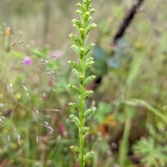 Microtis unifolia (Common Onion Orchid) at Tennent, ACT - 20 Nov 2021 by Rebeccajgee