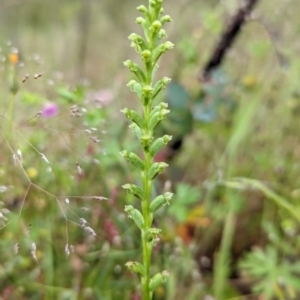 Microtis unifolia at Tennent, ACT - 20 Nov 2021