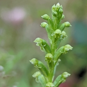 Microtis unifolia at Tennent, ACT - 20 Nov 2021