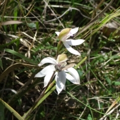 Caladenia moschata (Musky Caps) at Mount Fairy, NSW - 1 Nov 2021 by JanetRussell