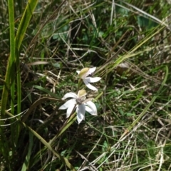 Caladenia moschata at Mount Fairy, NSW - 1 Nov 2021