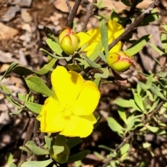 Hibbertia obtusifolia (Grey Guinea-flower) at Aranda, ACT - 15 Nov 2021 by KMcCue