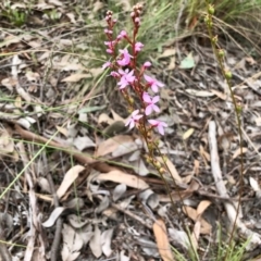 Stylidium graminifolium (grass triggerplant) at Aranda, ACT - 15 Nov 2021 by KMcCue