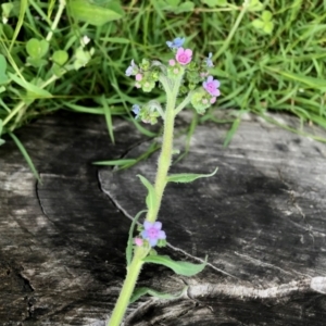 Cynoglossum australe at Molonglo Valley, ACT - 14 Nov 2021 10:16 AM