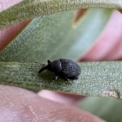 Melanterius sp. (genus) (Unidentified Melanterius weevil) at Murrumbateman, NSW - 20 Nov 2021 by SimoneC