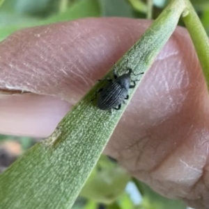 Melanterius sp. (genus) at Murrumbateman, NSW - 20 Nov 2021