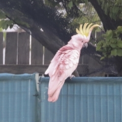 Cacatua galerita (Sulphur-crested Cockatoo) at Hawker, ACT - 22 Oct 2021 by AlisonMilton