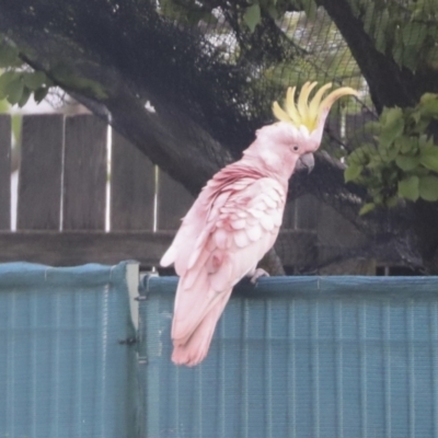 Cacatua galerita (Sulphur-crested Cockatoo) at The Pinnacle - 22 Oct 2021 by AlisonMilton