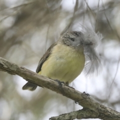 Acanthiza chrysorrhoa (Yellow-rumped Thornbill) at Higgins, ACT - 17 Nov 2021 by AlisonMilton