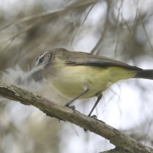 Acanthiza chrysorrhoa at Higgins, ACT - 18 Nov 2021 10:46 AM