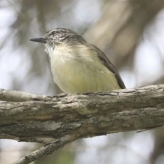 Acanthiza chrysorrhoa at Higgins, ACT - 18 Nov 2021 10:46 AM