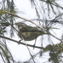 Acanthiza chrysorrhoa at Higgins, ACT - 18 Nov 2021 10:46 AM