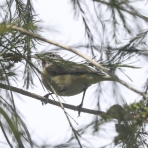 Acanthiza chrysorrhoa at Higgins, ACT - 18 Nov 2021