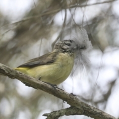 Acanthiza chrysorrhoa at Higgins, ACT - 18 Nov 2021