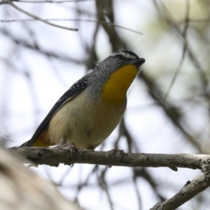 Pardalotus punctatus at Higgins, ACT - 18 Nov 2021 10:48 AM