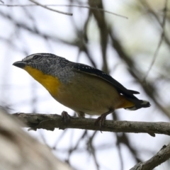 Pardalotus punctatus at Higgins, ACT - 18 Nov 2021