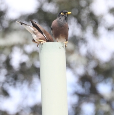 Acridotheres tristis (Common Myna) at Higgins, ACT - 17 Nov 2021 by AlisonMilton