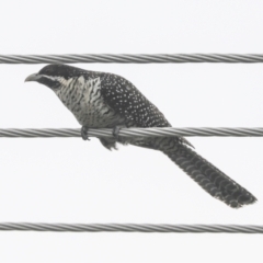 Eudynamys orientalis (Pacific Koel) at Higgins, ACT - 18 Nov 2021 by AlisonMilton