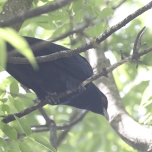 Eudynamys orientalis at Higgins, ACT - 18 Nov 2021 02:22 PM