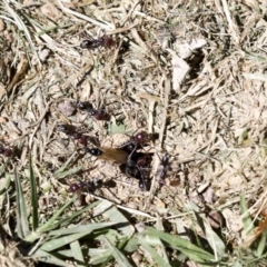 Iridomyrmex purpureus at Hawker, ACT - 19 Oct 2021