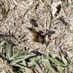 Iridomyrmex purpureus at Hawker, ACT - 19 Oct 2021 02:17 PM