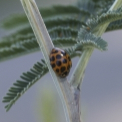 Harmonia conformis (Common Spotted Ladybird) at Hawker, ACT - 19 Oct 2021 by AlisonMilton