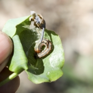 Mnesampela privata at Hawker, ACT - 19 Oct 2021