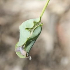 Mnesampela privata at Hawker, ACT - 19 Oct 2021