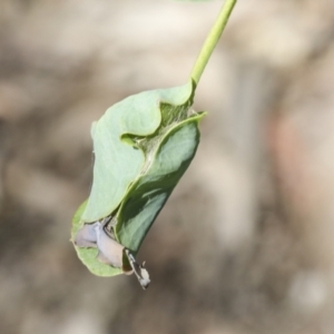 Mnesampela privata at Hawker, ACT - 19 Oct 2021