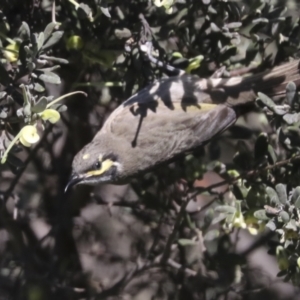 Caligavis chrysops at Hawker, ACT - 17 Oct 2021