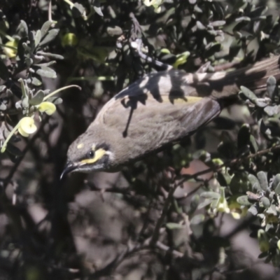 Caligavis chrysops (Yellow-faced Honeyeater) at The Pinnacle - 17 Oct 2021 by AlisonMilton