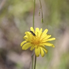 Microseris walteri (Yam Daisy, Murnong) at The Pinnacle - 17 Oct 2021 by AlisonMilton