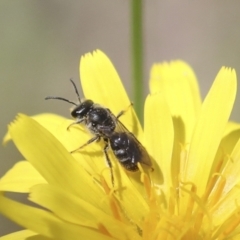 Lasioglossum (Chilalictus) sp. (genus & subgenus) (Halictid bee) at The Pinnacle - 17 Oct 2021 by AlisonMilton