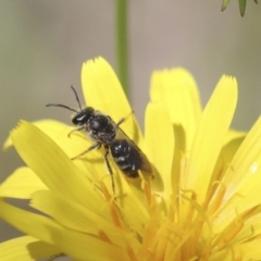 Lasioglossum (Chilalictus) sp. (genus & subgenus) at Hawker, ACT - 17 Oct 2021