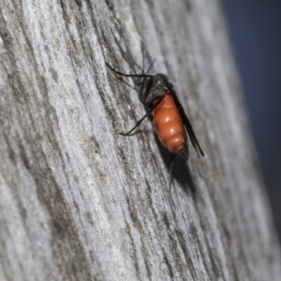 Sciaridae sp. (family) (Black fungus gnat) at Scullin, ACT - 31 Oct 2021 by AlisonMilton