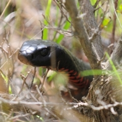 Pseudechis porphyriacus (Red-bellied Black Snake) at Cotter River, ACT - 16 Nov 2021 by Harrisi