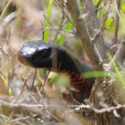 Pseudechis porphyriacus (Red-bellied Black Snake) at Lower Cotter Catchment - 16 Nov 2021 by Harrisi