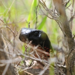 Pseudechis porphyriacus at Cotter River, ACT - 16 Nov 2021