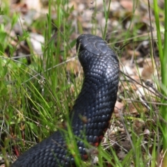 Pseudechis porphyriacus at Cotter River, ACT - 16 Nov 2021