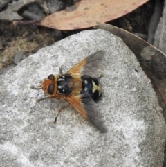 Microtropesa sp. (genus) (Tachinid fly) at Bullio, NSW - 19 Nov 2021 by GlossyGal