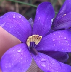 Cheiranthera linearis (Finger Flower) at Lade Vale, NSW - 19 Nov 2021 by Ned_Johnston