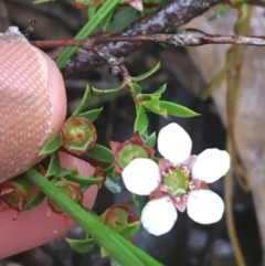 Leptospermum continentale (Prickly Teatree) at Mundoonen Nature Reserve - 19 Nov 2021 by Ned_Johnston